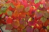 VITIS COIGNETIAE,  CRIMSON GLORY VINE,  IN AUTUMN