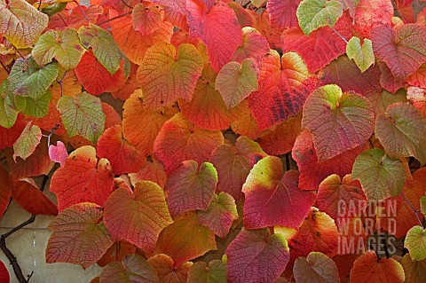 VITIS_COIGNETIAE__CRIMSON_GLORY_VINE__IN_AUTUMN