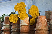 DRIED ACHILLEA/PLANT POTS IN SHED