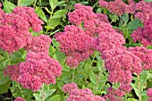 SEDUM INDIAN CHIEF