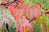 RHUS GLABRA LACINATA