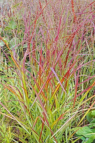 PANICUM_REHBRAUW