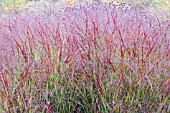 PANICUM REHBRAUW