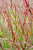 PANICUM REHBRAUW