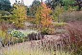 CERCIDIPHYLLUM JAPONICUM AND THE PERENNIAL MEADOW IN AUTUMN AT SCAMPSTON WALLED GARDEN