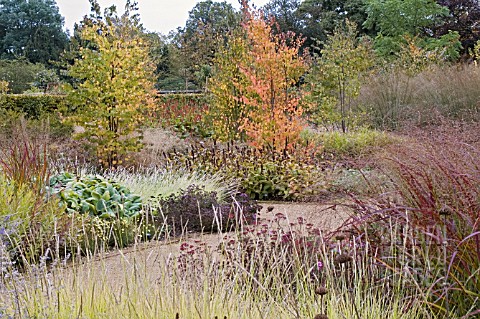 CERCIDIPHYLLUM_JAPONICUM_AND_THE_PERENNIAL_MEADOW_IN_AUTUMN_AT_SCAMPSTON_WALLED_GARDEN
