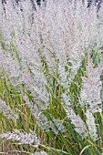 CALAMAGROSTIS BRACHYTRICHA