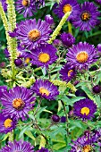 ASTER VIOLETTA