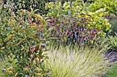 VIBURNUM NUDUM AND DESCHAMPSIA GOLDTAU