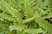 POLYSTICHUM DAHLEM