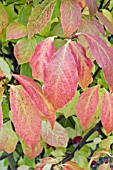 EUONYMUS PLANIPES IN AUTUMN