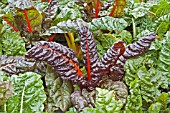 SWISS CHARD BRIGHT LIGHTS