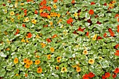 NASTURTIUM ALASKA SERIES