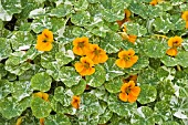 NASTURTIUM ALASKA SERIES