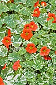 NASTURTIUM ALASKA SERIES