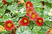 NASTURTIUM ALASKA SERIES