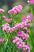 LIMONIUM ROSY PINK