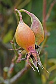 ROSE HIPS ON ROSA AUTUMN FIRE