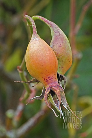 ROSE_HIPS_ON_ROSA_AUTUMN_FIRE