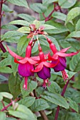 FUCHSIA PIXIE