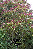 CLERODENDRUM TRICHOTOMUM