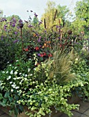 CONTAINER WITH GRASSES AND VERBENA BONARIENSIS IN EARLY AUTUMN