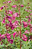 PENSTEMON MIDNIGHT