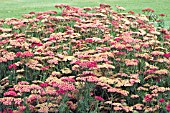 ACHILLEA FANAL