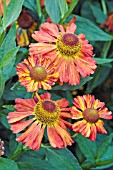 HELENIUM RED GLORY