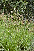 PENNISETUM RED BUTTONS