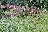 PENNISETUM RED BUTTONS AND MISCANTHUS SINENSIS MALEPARTUS