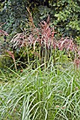 MISCANTHUS SINENSIS MALEPARTUS