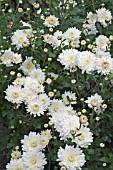 CHRYSANTHEMUM MORIFOLIUM SNOWBOUND