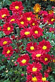 CHRYSANTHEMUM MORIFOLIUM BELLE