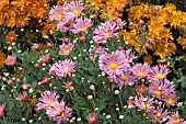 CHRYSANTHEMUM MORIFOLIUM TICKLED PINK