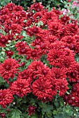 CHRYSANTHEMUM MORIFOLIUM RUBY MOUND