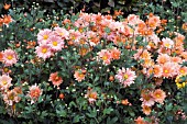 CHRYSANTHEMUM MORIFOLIUM ANNE