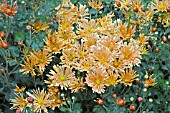 CHRYSANTHEMUM MORIFOLIUM ALINE