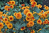 CHRYSANTHEMUM MORIFOLIUM BROWN EYES