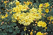 CHRYSANTHEMUM MORIFOLIUM YELLOW STARLET