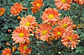 CHRYSANTHEMUM RUBELLUM NANCY PERRY