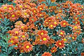 CHRYSANTHEMUM MORIFOLIUM TOPSY