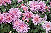 CHRYSANTHEMUM MORIFOLIUM GLORIA