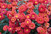 CHRYSANTHEMUM MORIFOLIUM BRIGHTNESS