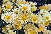 CHRYSANTHEMUM MORIFOLIUM COLOMBINE SPORT