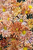 CHRYSANTHEMUM MORIFOLIUM LOUISE