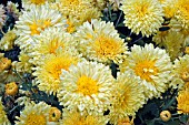 CHRYSANTHEMUM MORIFOLIUM PRIMROSE ANEMONE