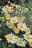 CHRYSANTHEMUM MORIFOLIUM MOONLIGHT