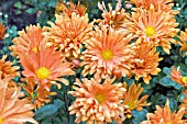 CHRYSANTHEMUM MORIFOLIUM DORIS