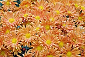 CHRYSANTHEMUM MORIFOLIUM VIRGINIA